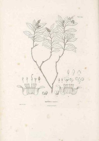 Reproducción/Reproduction 49521933912: Nova genera et species plantarum :. Antverpiae :Ex officina Christophori Plantini ...,1576.. 