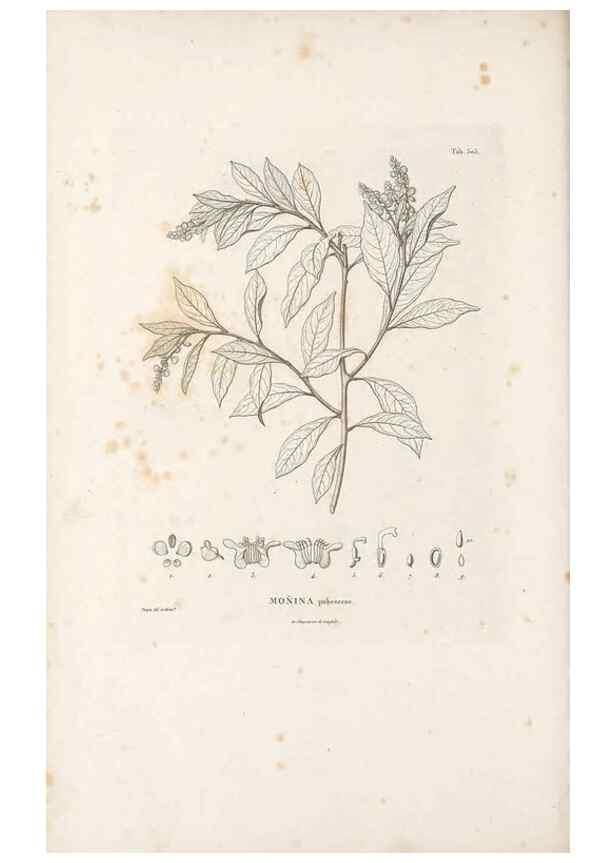 Reproducción/Reproduction 49521197473: Nova genera et species plantarum :. Antverpiae :Ex officina Christophori Plantini ...,1576.. 