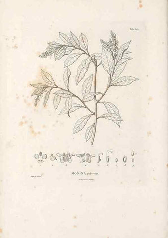 Reproducción/Reproduction 49521197473: Nova genera et species plantarum :. Antverpiae :Ex officina Christophori Plantini ...,1576.. 