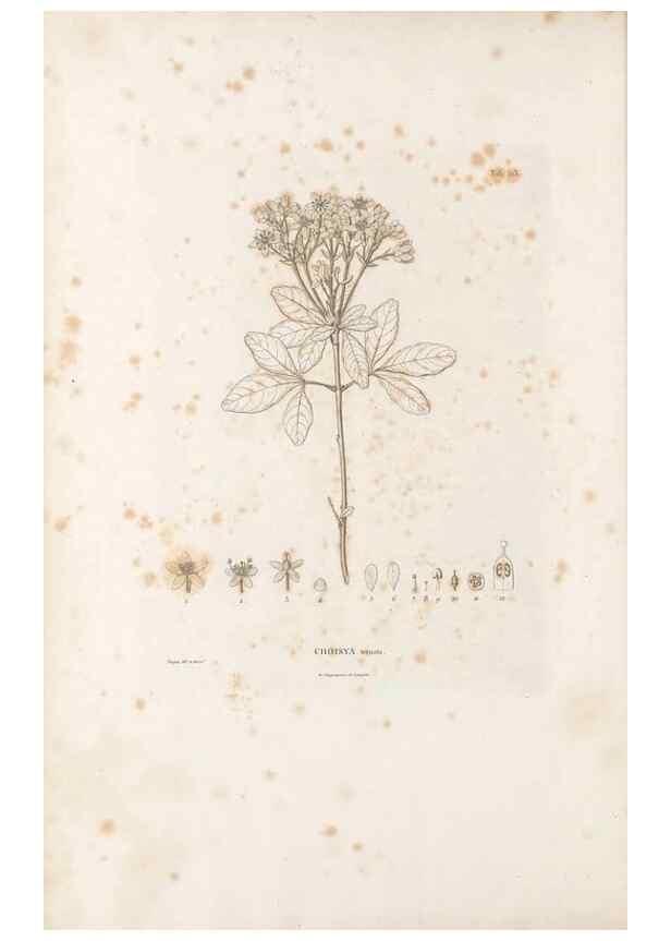 Reproducción/Reproduction 49521975417: Nova genera et species plantarum :. Antverpiae :Ex officina Christophori Plantini ...,1576.. 