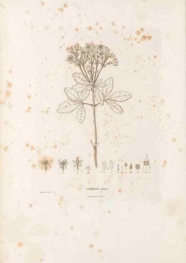 Reproducción/Reproduction 49521975417: Nova genera et species plantarum :. Antverpiae :Ex officina Christophori Plantini ...,1576.. 