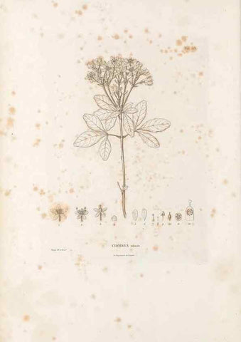Reproducción/Reproduction 49521975417: Nova genera et species plantarum :. Antverpiae :Ex officina Christophori Plantini ...,1576.. 