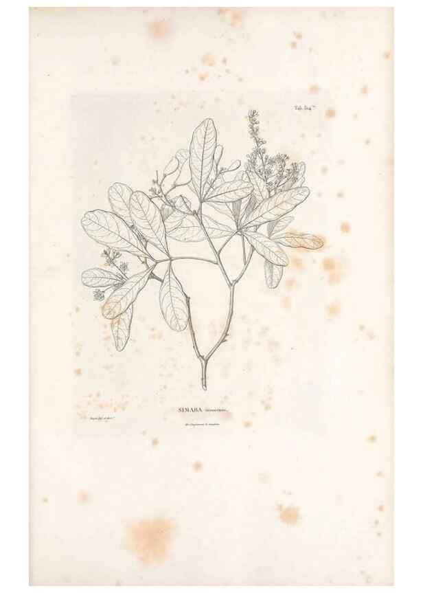 Reproducción/Reproduction 49521239958: Nova genera et species plantarum :. Antverpiae :Ex officina Christophori Plantini ...,1576.. 