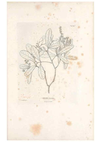 Reproducción/Reproduction 49521239958: Nova genera et species plantarum :. Antverpiae :Ex officina Christophori Plantini ...,1576.. 