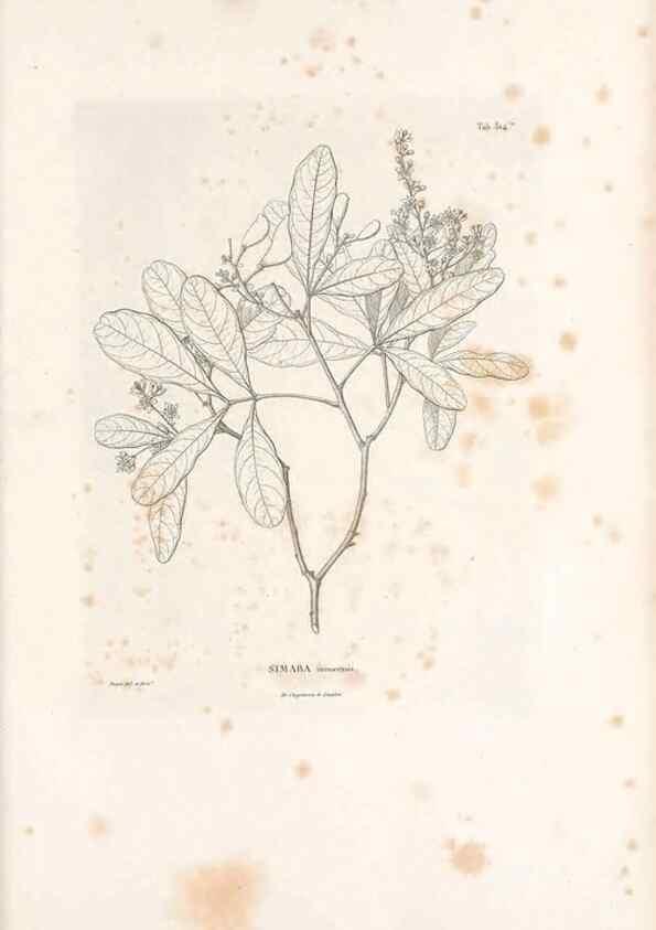 Reproducción/Reproduction 49521239958: Nova genera et species plantarum :. Antverpiae :Ex officina Christophori Plantini ...,1576.. 