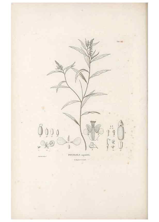 Reproducción/Reproduction 49521195458: Nova genera et species plantarum :. Antverpiae :Ex officina Christophori Plantini ...,1576.. 