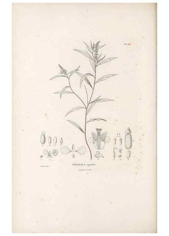 Reproducción/Reproduction 49521195458: Nova genera et species plantarum :. Antverpiae :Ex officina Christophori Plantini ...,1576.. 