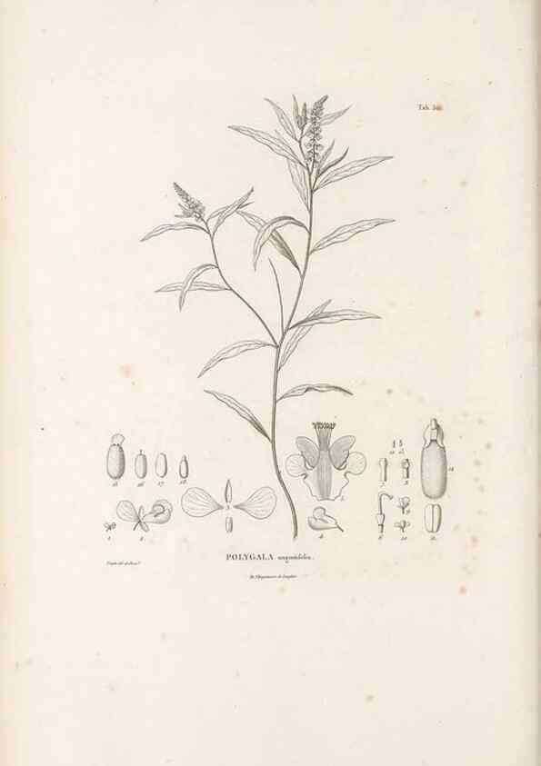 Reproducción/Reproduction 49521195458: Nova genera et species plantarum :. Antverpiae :Ex officina Christophori Plantini ...,1576.. 