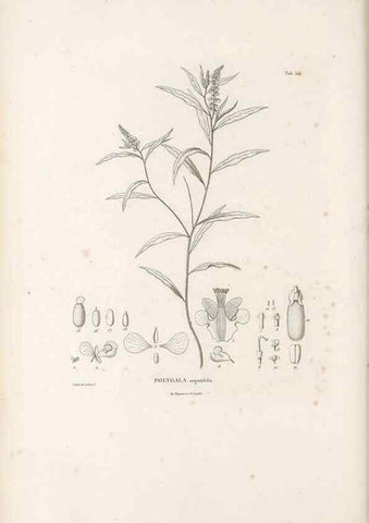 Reproducción/Reproduction 49521195458: Nova genera et species plantarum :. Antverpiae :Ex officina Christophori Plantini ...,1576.. 