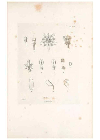 Reproducción/Reproduction 49521763736: Nova genera et species plantarum :. Antverpiae :Ex officina Christophori Plantini ...,1576.. 