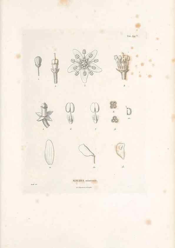 Reproducción/Reproduction 49521763736: Nova genera et species plantarum :. Antverpiae :Ex officina Christophori Plantini ...,1576.. 