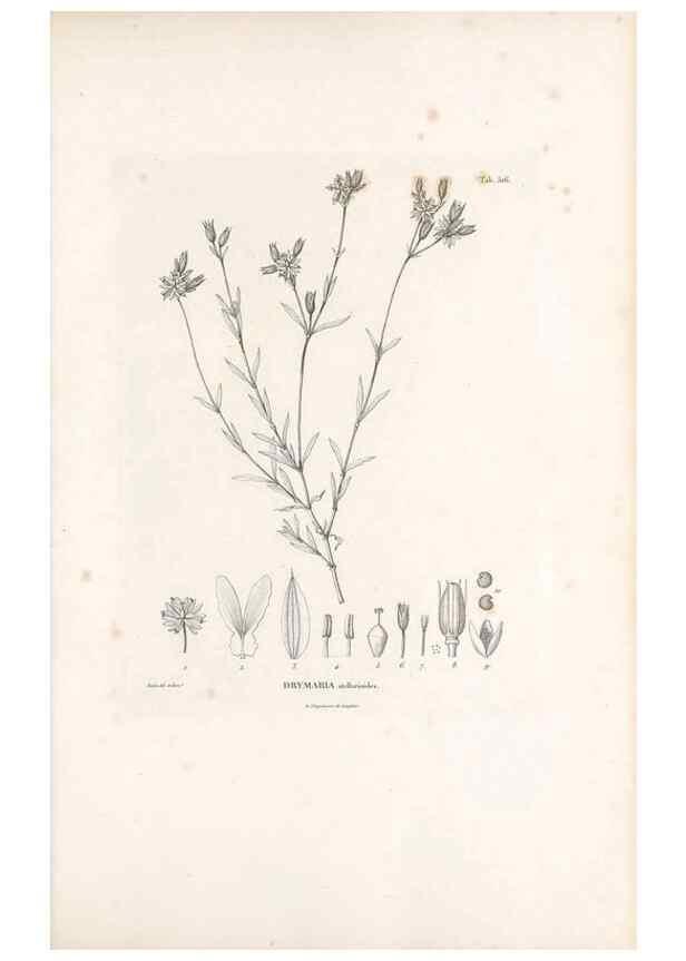 Reproducción/Reproduction 49521764356: Nova genera et species plantarum :. Antverpiae :Ex officina Christophori Plantini ...,1576.. 