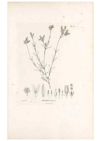 Reproducción/Reproduction 49521764356: Nova genera et species plantarum :. Antverpiae :Ex officina Christophori Plantini ...,1576.. 