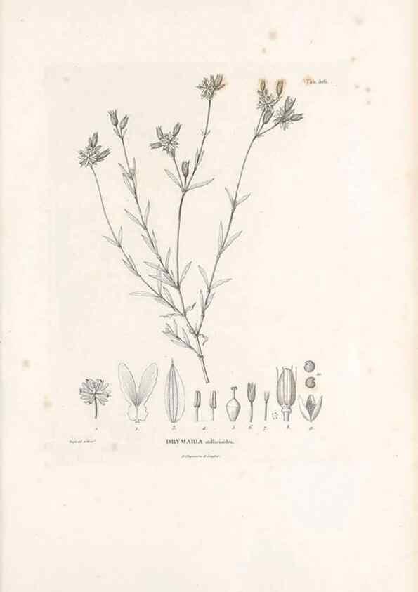 Reproducción/Reproduction 49521764356: Nova genera et species plantarum :. Antverpiae :Ex officina Christophori Plantini ...,1576.. 