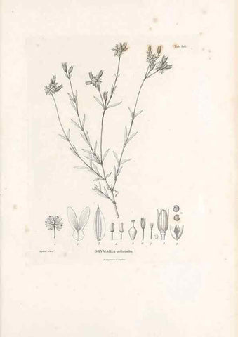 Reproducción/Reproduction 49521764356: Nova genera et species plantarum :. Antverpiae :Ex officina Christophori Plantini ...,1576.. 