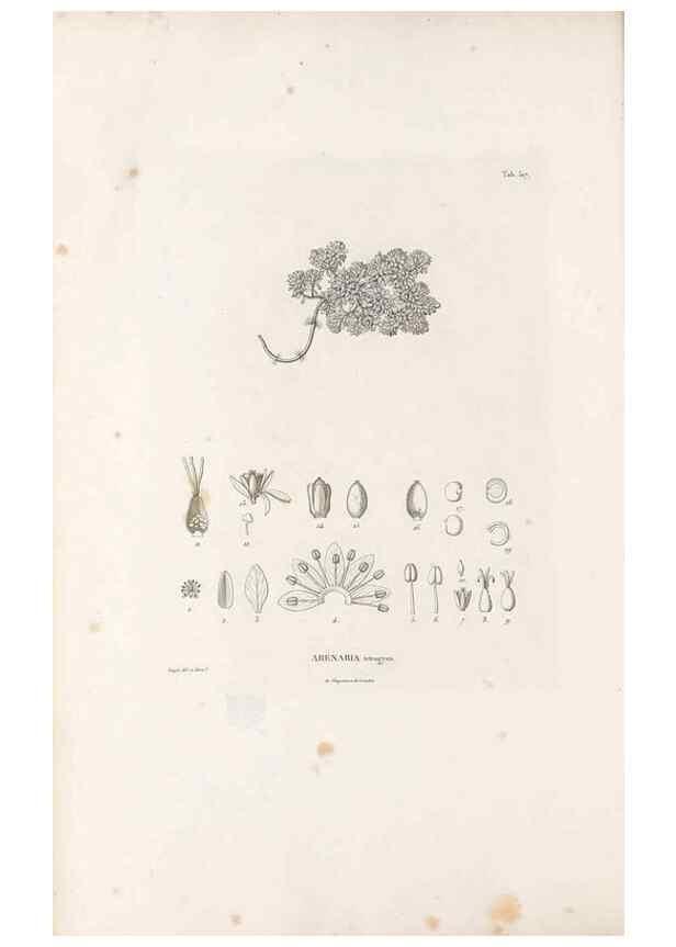 Reproducción/Reproduction 49521764696: Nova genera et species plantarum :. Antverpiae :Ex officina Christophori Plantini ...,1576.. 