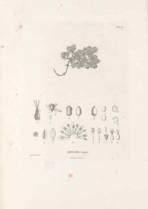 Reproducción/Reproduction 49521764696: Nova genera et species plantarum :. Antverpiae :Ex officina Christophori Plantini ...,1576.. 
