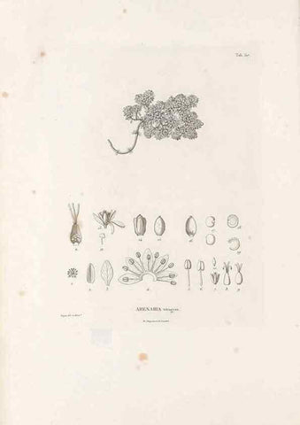 Reproducción/Reproduction 49521764696: Nova genera et species plantarum :. Antverpiae :Ex officina Christophori Plantini ...,1576.. 