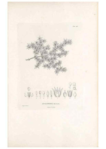 Reproducción/Reproduction 49521977247: Nova genera et species plantarum :. Antverpiae :Ex officina Christophori Plantini ...,1576.. 