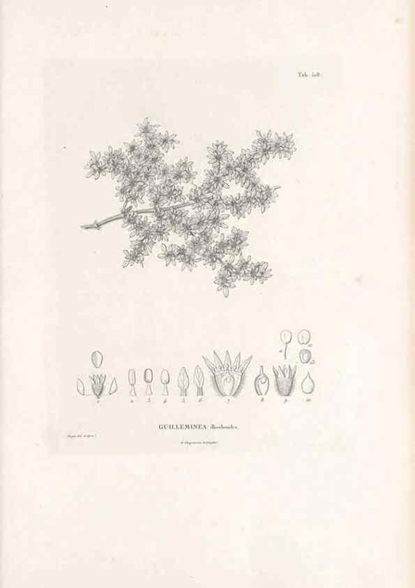 Reproducción/Reproduction 49521977247: Nova genera et species plantarum :. Antverpiae :Ex officina Christophori Plantini ...,1576.. 