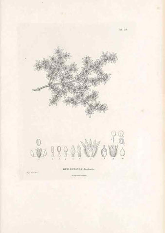 Reproducción/Reproduction 49521977247: Nova genera et species plantarum :. Antverpiae :Ex officina Christophori Plantini ...,1576.. 