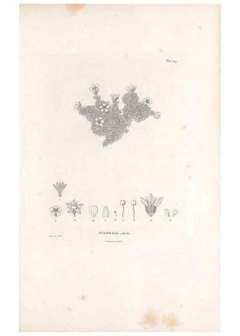 Reproducción/Reproduction 49521977562: Nova genera et species plantarum :. Antverpiae :Ex officina Christophori Plantini ...,1576.. 