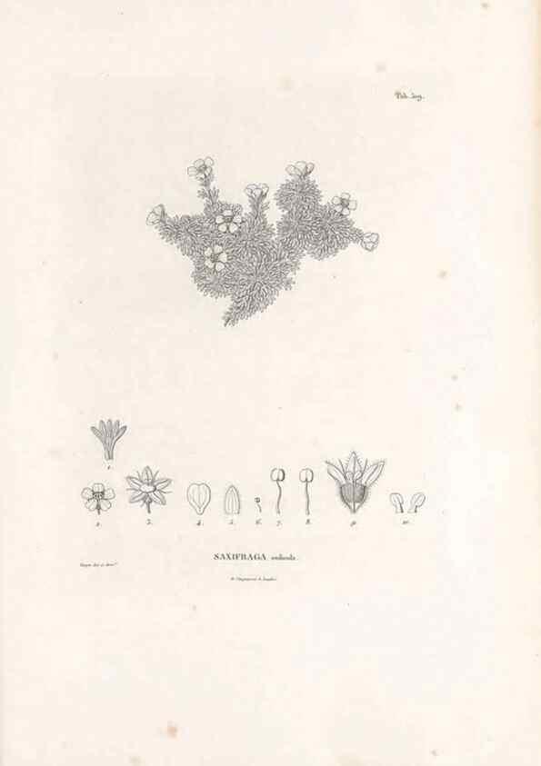 Reproducción/Reproduction 49521977562: Nova genera et species plantarum :. Antverpiae :Ex officina Christophori Plantini ...,1576.. 