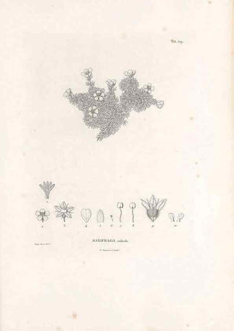 Reproducción/Reproduction 49521977562: Nova genera et species plantarum :. Antverpiae :Ex officina Christophori Plantini ...,1576.. 