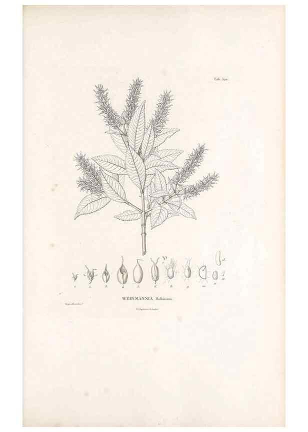 Reproducción/Reproduction 49521977852: Nova genera et species plantarum :. Antverpiae :Ex officina Christophori Plantini ...,1576.. 