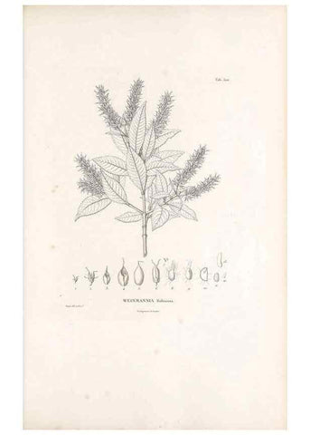 Reproducción/Reproduction 49521977852: Nova genera et species plantarum :. Antverpiae :Ex officina Christophori Plantini ...,1576.. 