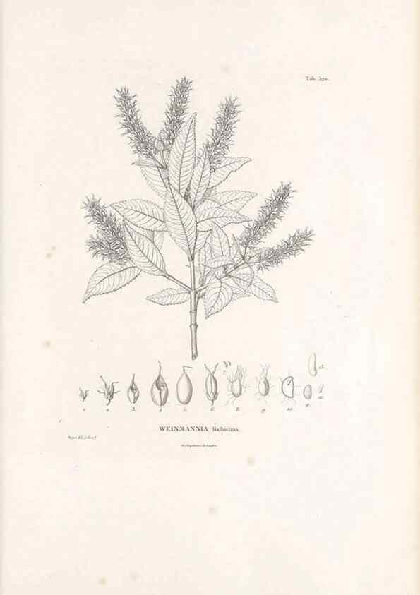 Reproducción/Reproduction 49521977852: Nova genera et species plantarum :. Antverpiae :Ex officina Christophori Plantini ...,1576.. 