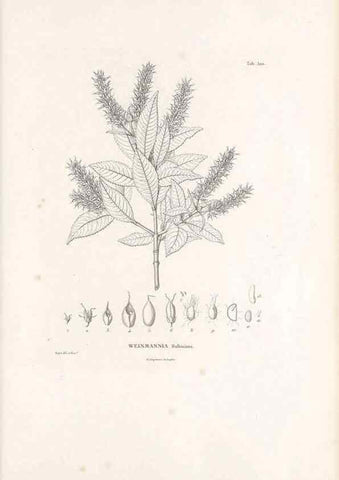 Reproducción/Reproduction 49521977852: Nova genera et species plantarum :. Antverpiae :Ex officina Christophori Plantini ...,1576.. 