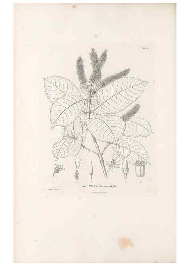 Reproducción/Reproduction 49521765891: Nova genera et species plantarum :. Antverpiae :Ex officina Christophori Plantini ...,1576.. 