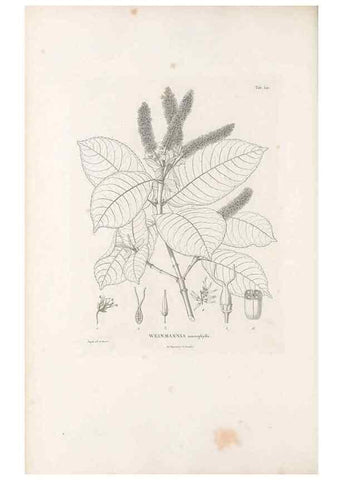 Reproducción/Reproduction 49521765891: Nova genera et species plantarum :. Antverpiae :Ex officina Christophori Plantini ...,1576.. 