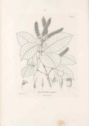Reproducción/Reproduction 49521765891: Nova genera et species plantarum :. Antverpiae :Ex officina Christophori Plantini ...,1576.. 