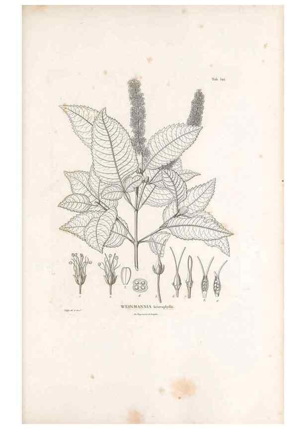 Reproducción/Reproduction 49521242508: Nova genera et species plantarum :. Antverpiae :Ex officina Christophori Plantini ...,1576.. 