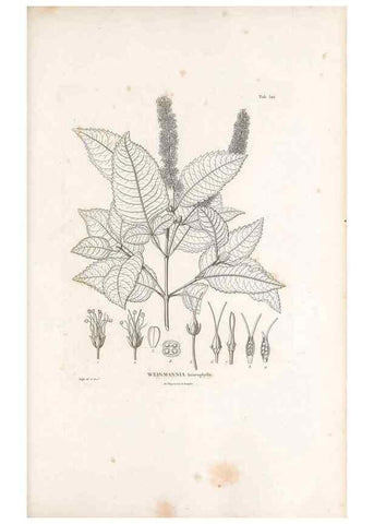 Reproducción/Reproduction 49521242508: Nova genera et species plantarum :. Antverpiae :Ex officina Christophori Plantini ...,1576.. 