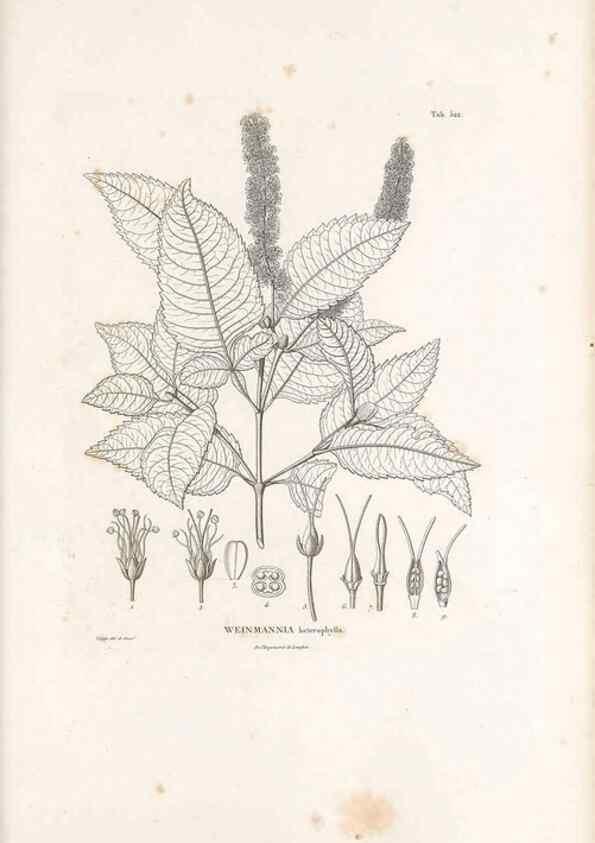 Reproducción/Reproduction 49521242508: Nova genera et species plantarum :. Antverpiae :Ex officina Christophori Plantini ...,1576.. 