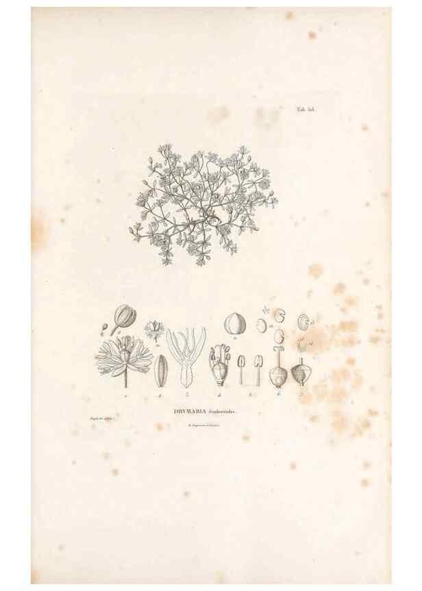 Reproducción/Reproduction 49521764091: Nova genera et species plantarum :. Antverpiae :Ex officina Christophori Plantini ...,1576.. 