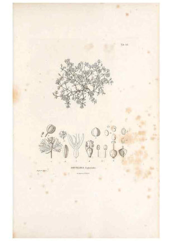 Reproducción/Reproduction 49521764091: Nova genera et species plantarum :. Antverpiae :Ex officina Christophori Plantini ...,1576.. 