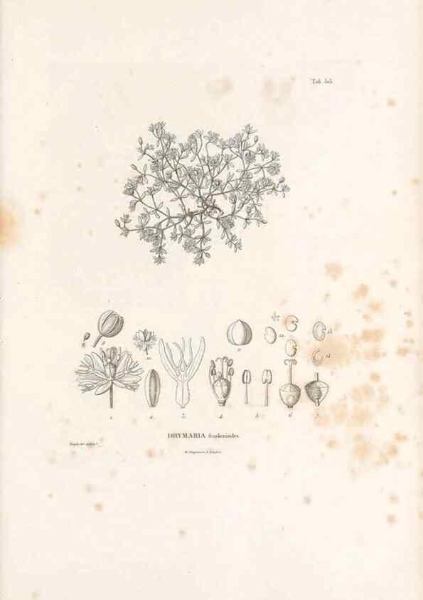 Reproducción/Reproduction 49521764091: Nova genera et species plantarum :. Antverpiae :Ex officina Christophori Plantini ...,1576.. 