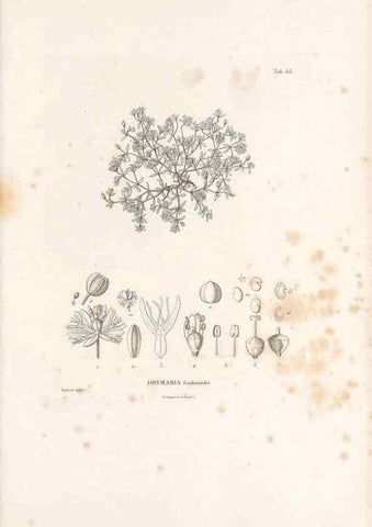 Reproducción/Reproduction 49521764091: Nova genera et species plantarum :. Antverpiae :Ex officina Christophori Plantini ...,1576.. 