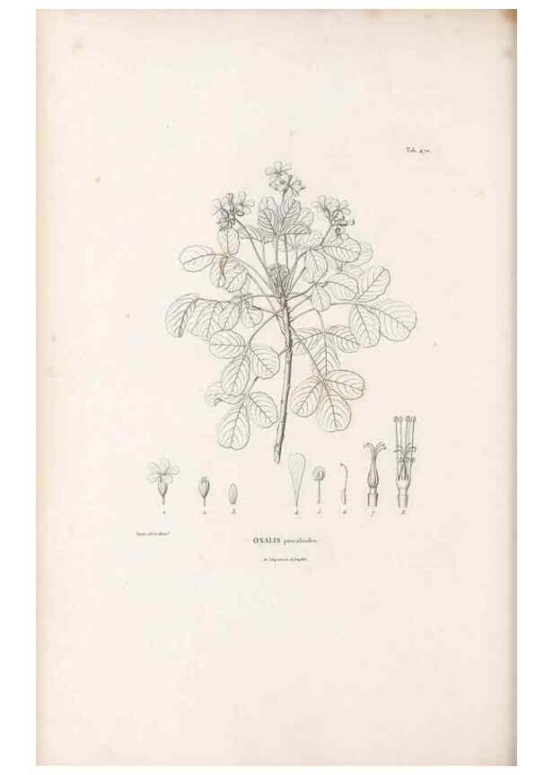 Reproducción/Reproduction 49521708001: Nova genera et species plantarum :. Antverpiae :Ex officina Christophori Plantini ...,1576.. 