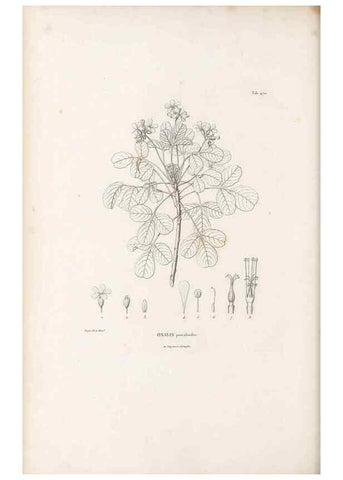 Reproducción/Reproduction 49521708001: Nova genera et species plantarum :. Antverpiae :Ex officina Christophori Plantini ...,1576.. 