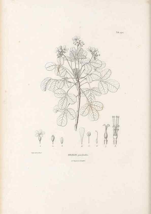 Reproducción/Reproduction 49521708001: Nova genera et species plantarum :. Antverpiae :Ex officina Christophori Plantini ...,1576.. 