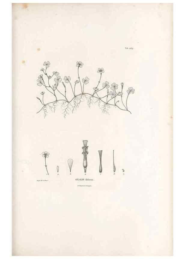 Reproducción/Reproduction 49521184098: Nova genera et species plantarum :. Antverpiae :Ex officina Christophori Plantini ...,1576.. 