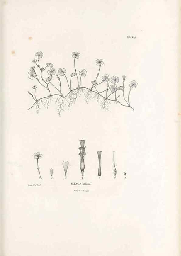 Reproducción/Reproduction 49521184098: Nova genera et species plantarum :. Antverpiae :Ex officina Christophori Plantini ...,1576.. 