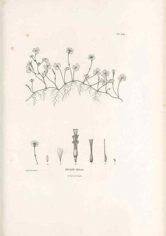 Reproducción/Reproduction 49521184098: Nova genera et species plantarum :. Antverpiae :Ex officina Christophori Plantini ...,1576.. 
