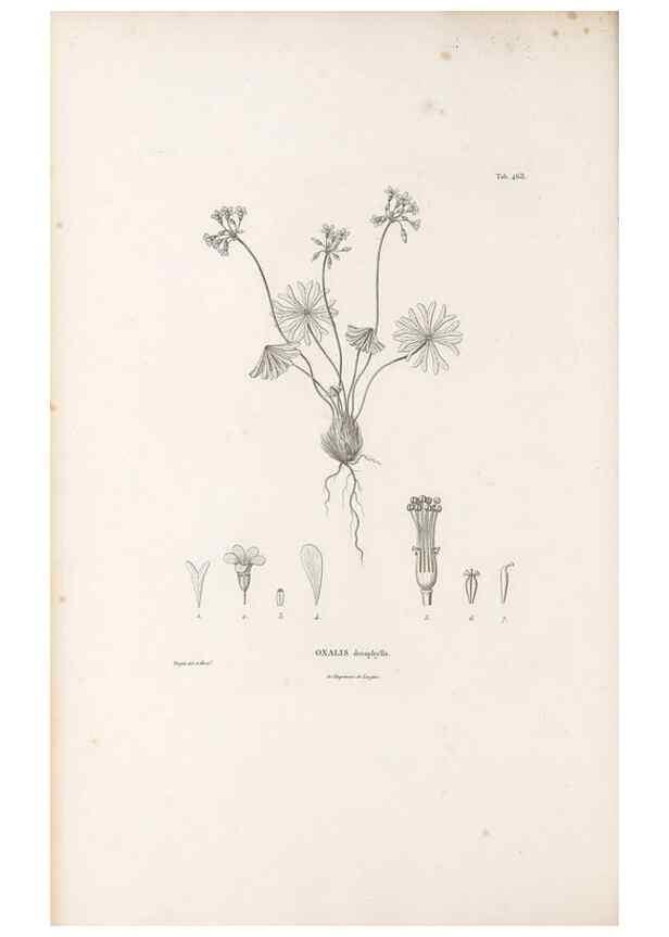 Reproducción/Reproduction 49521920072: Nova genera et species plantarum :. Antverpiae :Ex officina Christophori Plantini ...,1576.. 