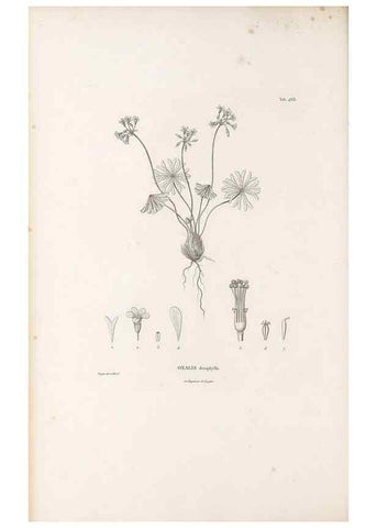 Reproducción/Reproduction 49521920072: Nova genera et species plantarum :. Antverpiae :Ex officina Christophori Plantini ...,1576.. 